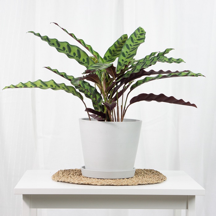 Planta tropical para casa, calathea lancifolia