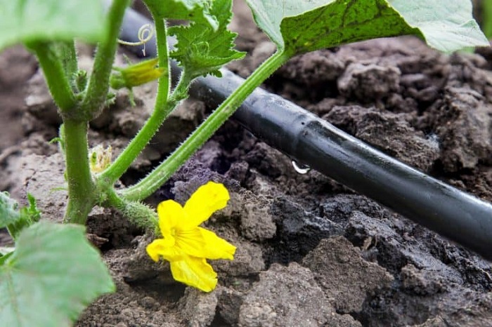 Elige el mejor sistema de riego para tu jardín