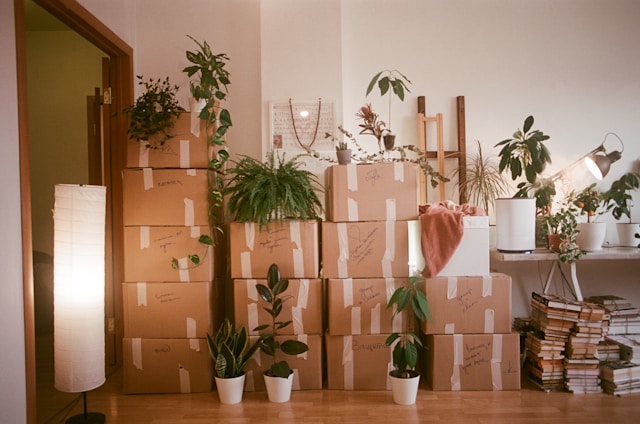 cajas mudanza